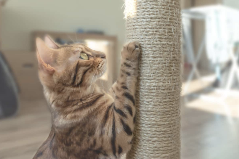 First-Time Cat Owner in Virginia? Full Guide to Choosing and Caring for Your Cat + Essential Tips + 15 Must-Know FactsIntroduction to Cat Ownership in Virginia